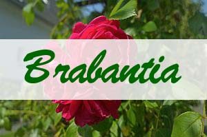 Brabantia