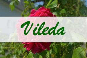 Vileda